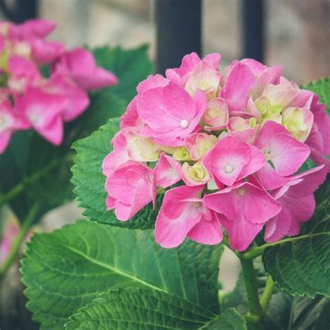 Forever Pink Hydrangea Shrubs for Sale | Garden Goods Direct