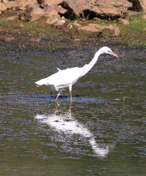 Little Blue Heron, juvenile | Little Blue Heron, juvenile Ch… | Flickr