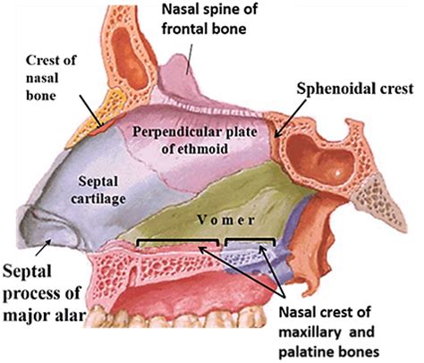 Nasal Cavity – Anatomy QA