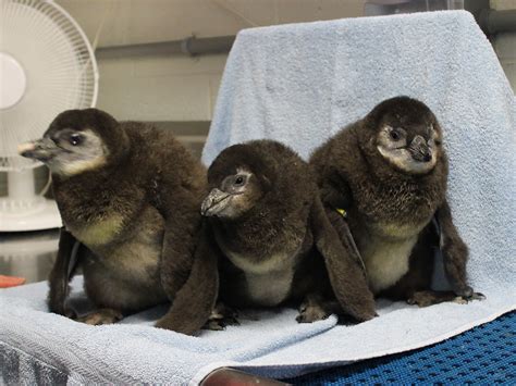 3 penguin chicks debut at N.E. Aquarium - The Boston Globe