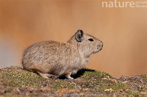 Stock photo of Montane guinea pig (Cavia tschudii) Puno, Peru ...