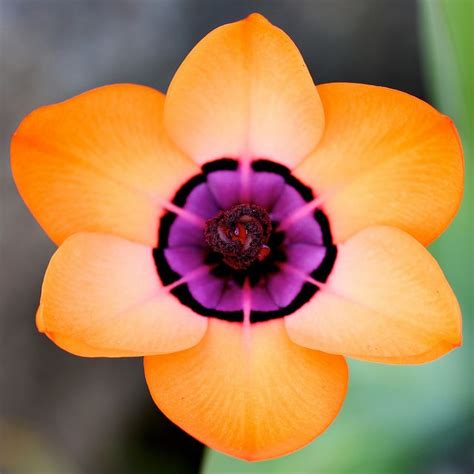 Sparaxis elegans | Bulb flowers, Beautiful blooms, Beautiful flowers