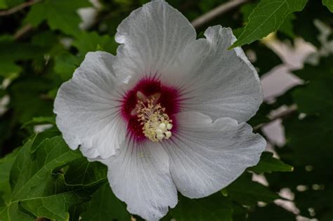 How to Care for Perennial Hibiscus