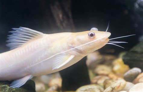 Bristlenose Pleco, Catfish Albino Stock Photo - Image of white, aquatic: 56518704