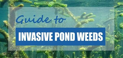 Pond Weed Plant Identification Guide Hydrosphere Water Gardens ...