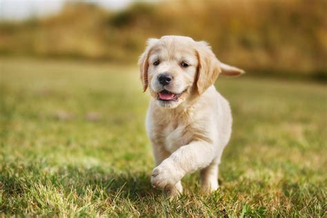 Top Puppy Walking Tips From YuMOVE | YuMOVE