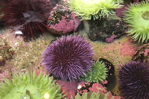 Swarm of sea urchins wreaks destruction on US West Coast