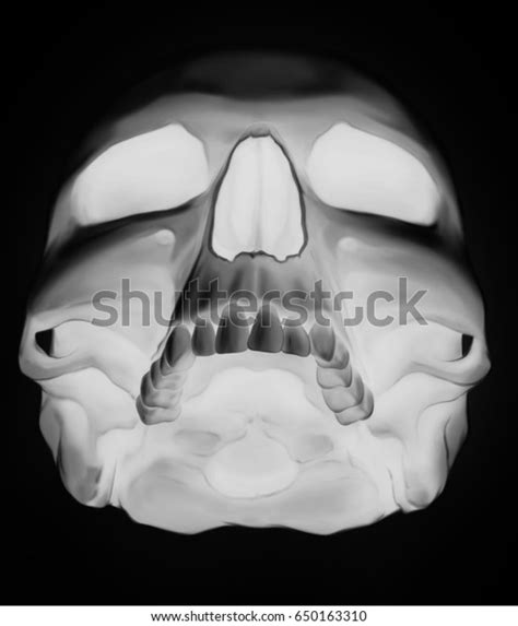 Cool Graphic Detailed White Human Skull Stock Illustration 650163310 | Shutterstock