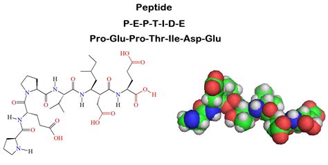 what is a peptide