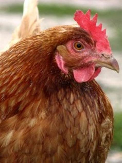 Chicken Scaly Leg Mite - Easy Treatment at Home | HubPages