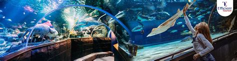 Dubai Aquarium and Underwater Zoo Tickets