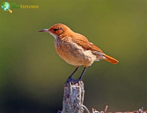 Rufous Hornero | Furnarius rufus | Ovenbird of South America