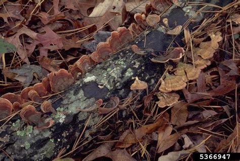 polypore fungi (Genus Polyporus)