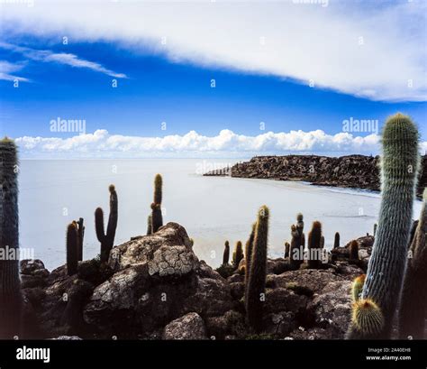 Cacti on an island at the salt flats of Salar de Uyuni in Bolivia Stock Photo - Alamy