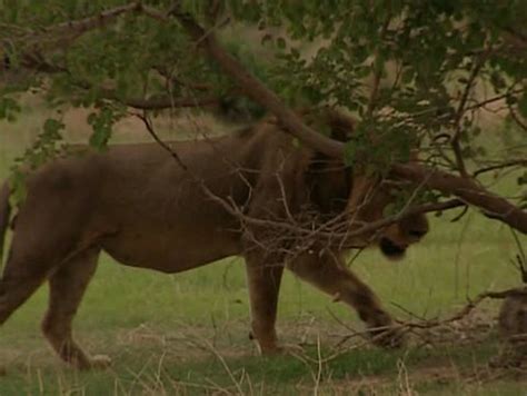 Lion Eating Antelope Stock Footage Video (100% Royalty-free) 5716940 | Shutterstock