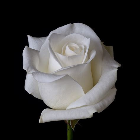 White Rose | Rose flower photos, Beautiful roses, White roses