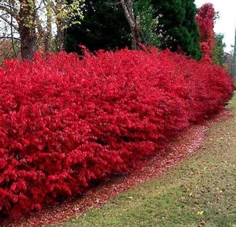 Scarlet Red Burning Bush Plant euonymus Atropurpureus Seeds - Etsy Australia