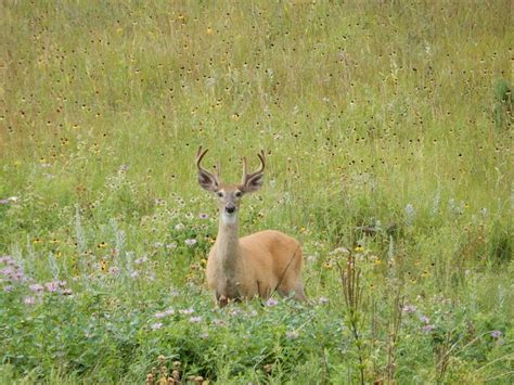 9 Unbelievable Photos of Wildlife In South Dakota