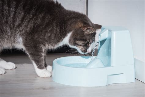 Best Water For Cats (& Which Kind to Avoid) - Whiskerful Life