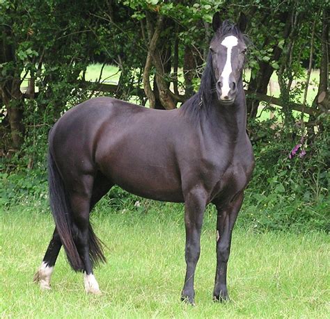 American quarter horse, black Warmblood Horses, Marwari Horses, Andalusian Horse, Arabian Horses ...