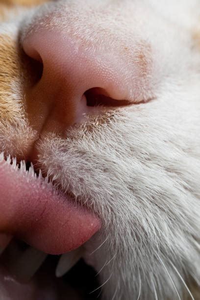 8,400+ Cat Tongue Close Up Stock Photos, Pictures & Royalty-Free Images ...