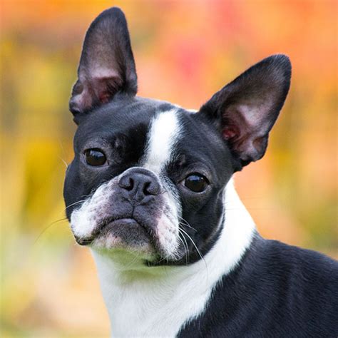 #1 Boston Terrier Puppies For Sale In California