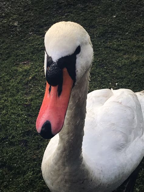 To Bread or not to Bread: A Guide to Feeding Your Local Swans - Cumbernauld Living Landscape