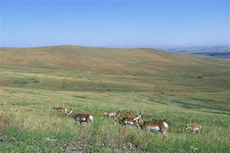 Grasslands | Wildlife Journal Junior