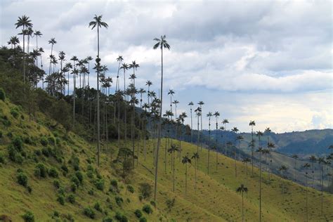 Salento and the Cocora Valley: Exploring Colombia's Coffee Zone