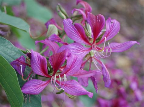 Pin on Botanical Photo