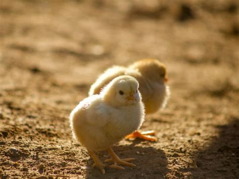 Memahami Perasaan Anak Ayam Warna-warni yang Dijual di Pasar - Terminal ...