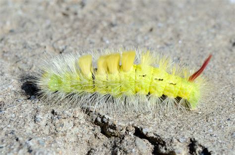 Yellow Caterpillar | gimmeges