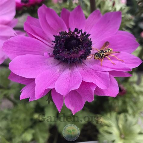 Anemones: Plant Care and Collection of Varieties - Garden.org