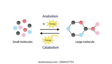 Anabolism Catabolism Anabolism Process Building Complex Stock Vector ...