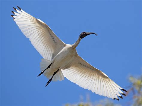 Australian Ibis - eBird Australia