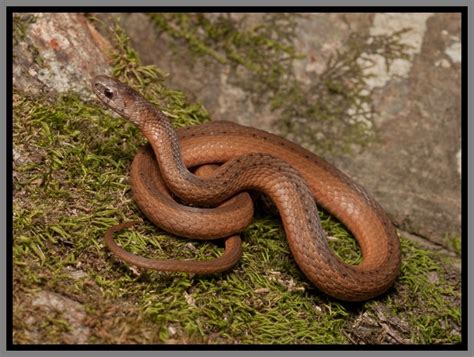 Florida Brown Snake | Florida Backyard Snakes