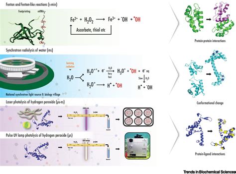 Hydroxyl radical protein footprinting for analysis of higher order ...