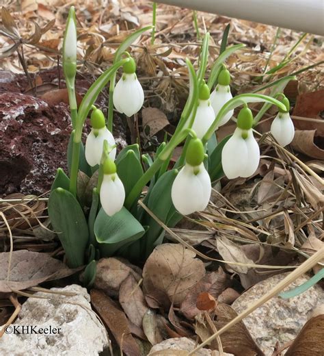 A Wandering Botanist: Plant Story--Snowdrops, Leading the Spring Flowers