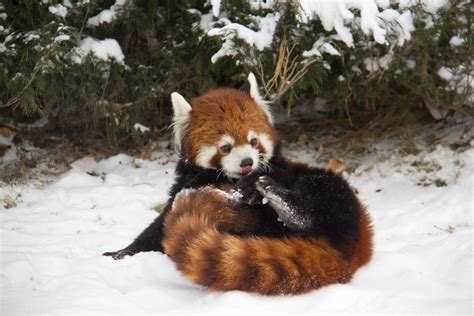 I love the snow | Red panda playing and resting in the fresh… | Flickr