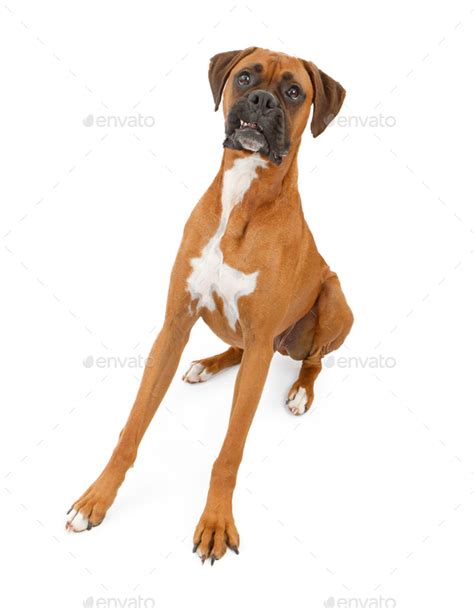 Boxer Dog With Legs Extended and Teeth Out Stock Photo by GoodFocused