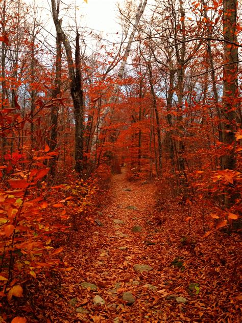 Fall at Mt. Greylock, MA Autumn Landscape, Places Ive Been, New England, Landscapes, Country ...