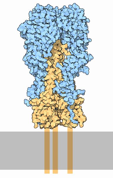 PDB-101: Molecule of the Month: Hemagglutinin