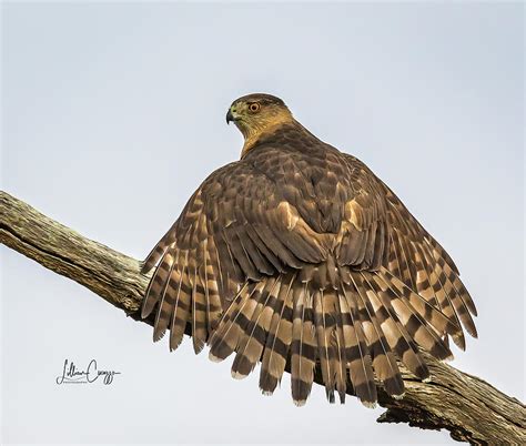 Cooper's Hawk - Feathers Photograph by HIS Creations LLC - Pixels