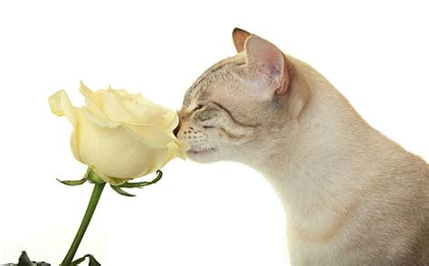 Cat Roses Stock Photos, Pictures & Royalty-Free Images - iStock