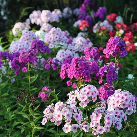 Phlox- Paniculata Mix seeds | The Seed Collection