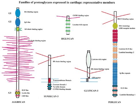 Structures of representative members of each proteoglycan family... | Download Scientific Diagram