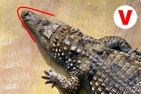 Crocodile vs. Alligator - What’s the Difference?