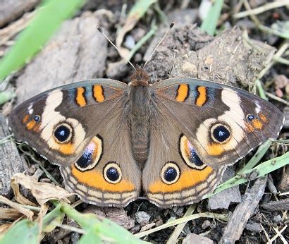 Buckeye Butterfly: A Fascinating Species with Vibrant Color