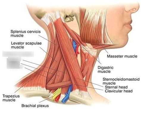 Scalene muscles (neck) Diagram | Quizlet