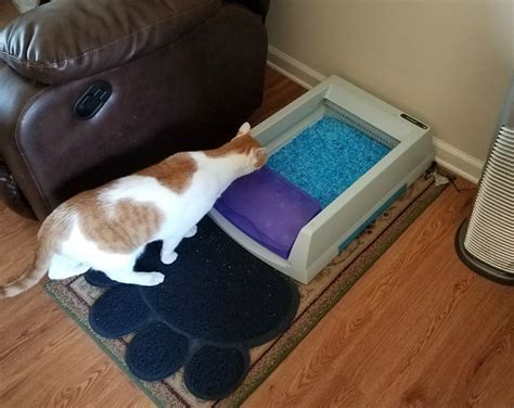 How to Control Cat Smells with a Self Cleaning Litter Box | Budget Earth